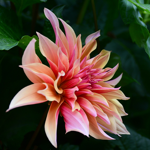Dahlia 