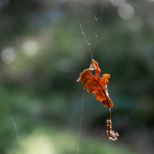 Leaf on a Cobweb