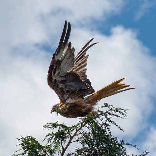 Red Kite