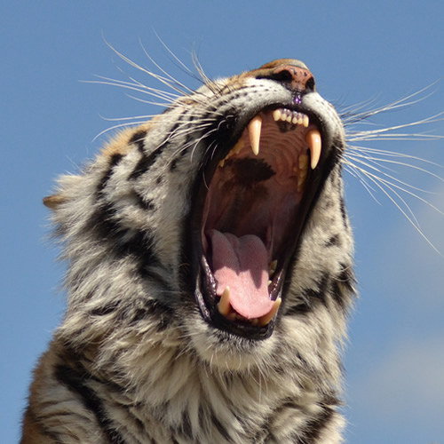 Say aaaaaah